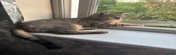 Domestic Shorthair cats for sale:     Healthy Brown Tabby Cat Looking for a New Home - Advert 3