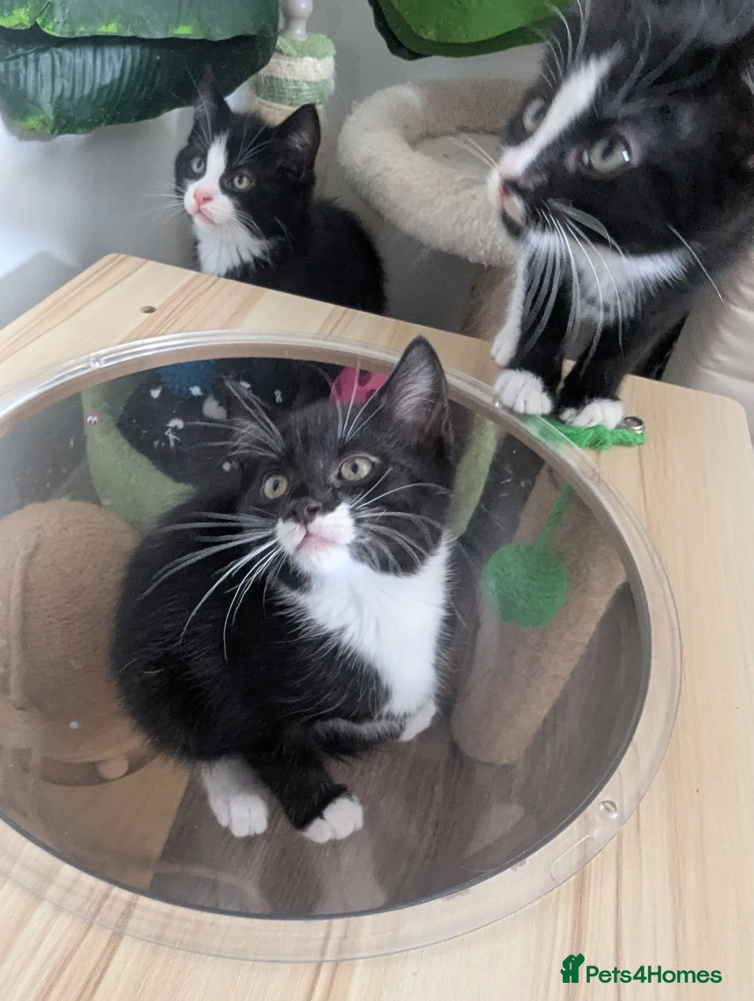 Mixed Breed cats for sale: Beautiful British shorthair X - Advert 2