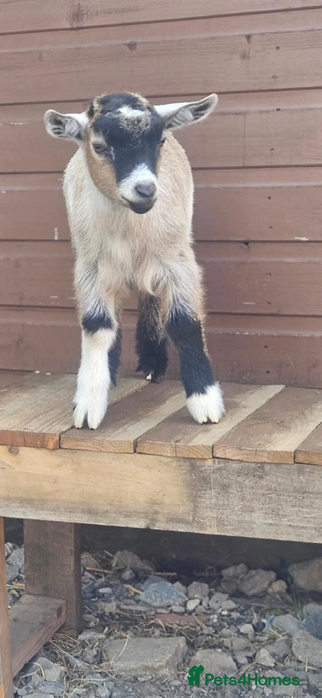 Goats livestock for sale: Pygmy kids  - Advert 4