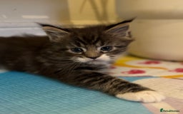 Maine Coon cats for sale: Gorgeous Maine Coon kittens from the GCCF Pedegree - Advert 5