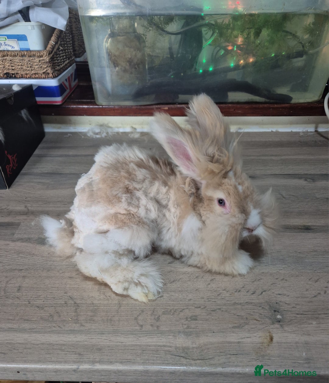 Angora rabbits for sale: Gorgeous Angora Rabbits, Pure Bred Full Faced. - Advert 1
