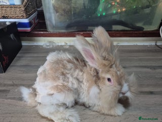 Angora rabbits Gorgeous Angora Rabbits, Pure Bred Full Faced. - Advert 5