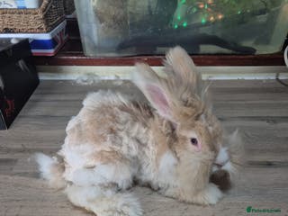 Angora rabbits Gorgeous Angora Rabbits, Pure Bred Full Faced. - Advert 5