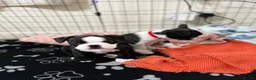 Mixed Breed dogs for sale: Boston terrier cross puppies - Advert 15