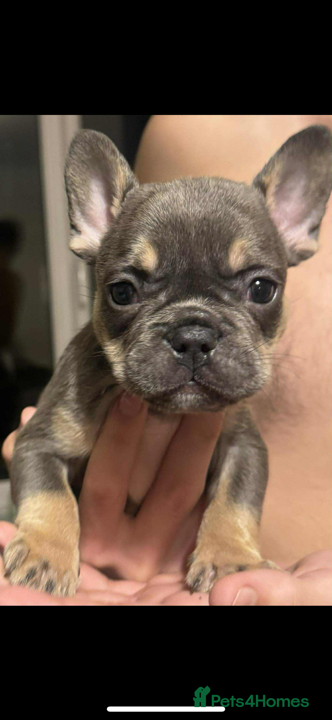 French Bulldog dogs for sale: French bulldog pups available Reduced‼️ - Advert 13