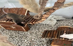 Mouse rodents for sale: Four female mice along with their cage etc. - Image 3