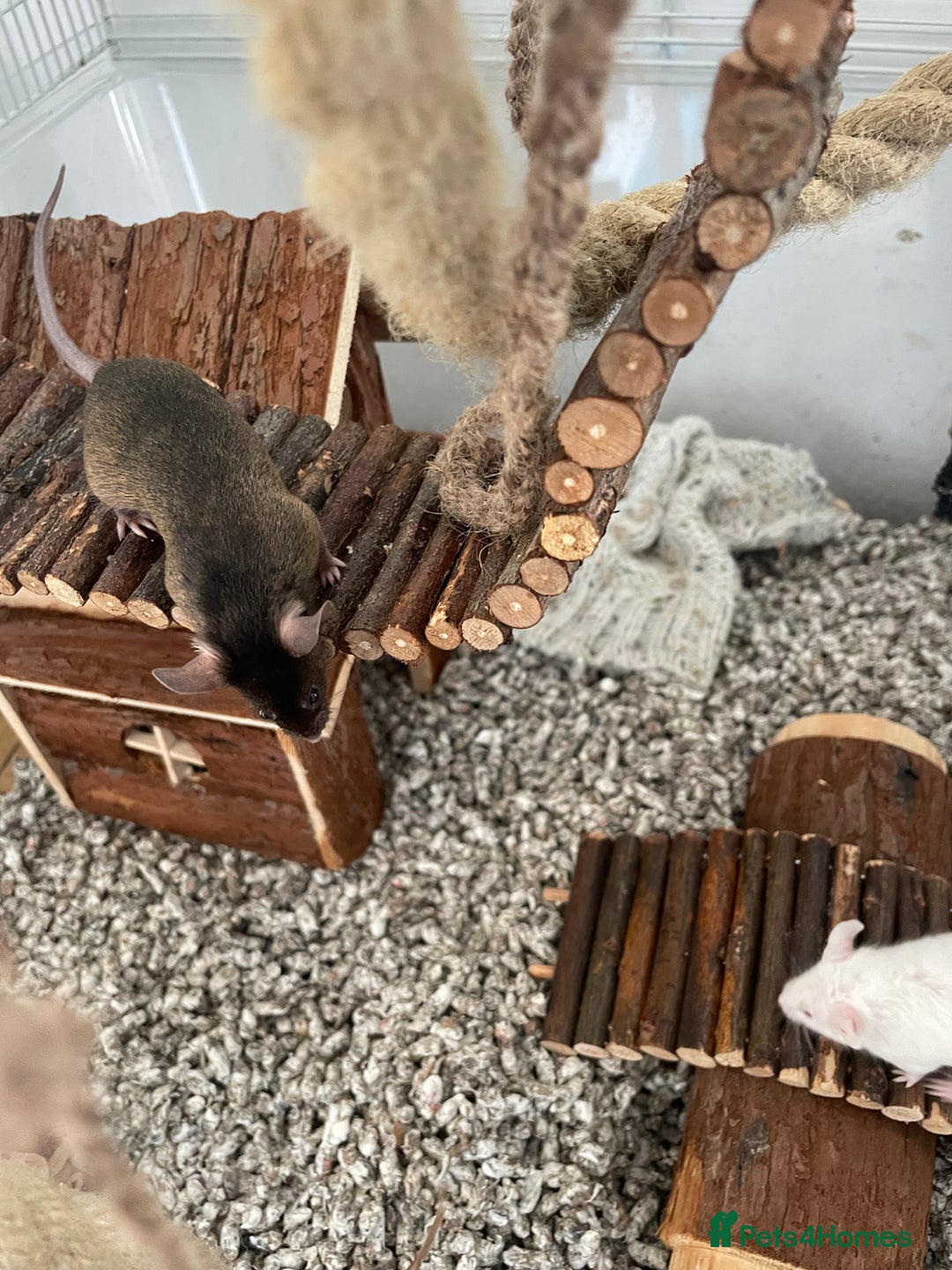 Mouse rodents for sale: Four female mice along with their cage etc. - Image 3