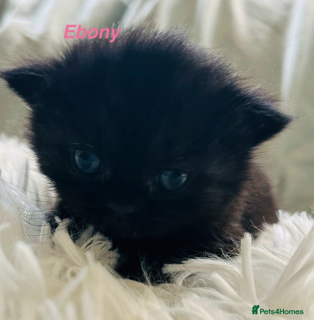 Himalayan cats for sale: Rare Himalayan mix kittens - Image 4