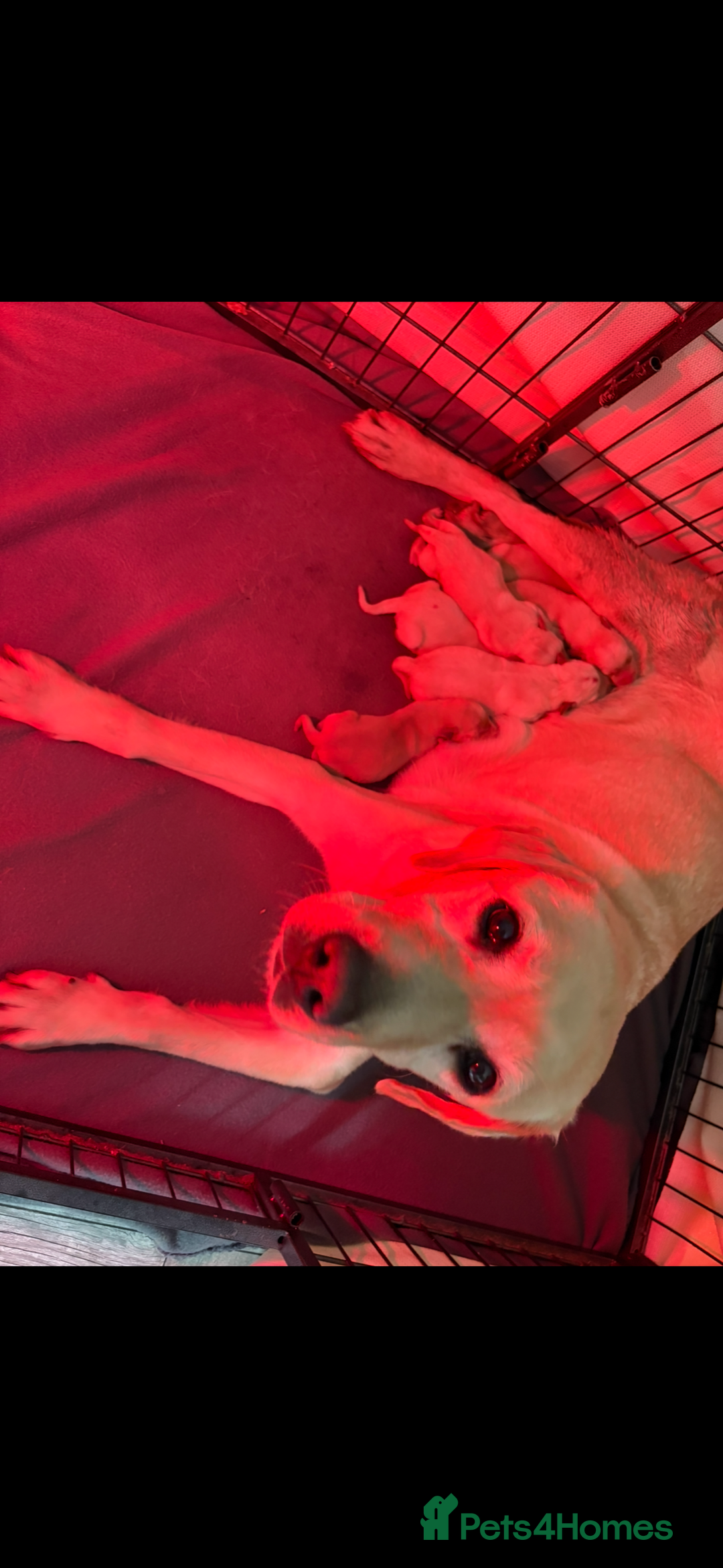 Labrador Retriever dogs for sale: Stunning litter of Labrador puppies - Advert 5