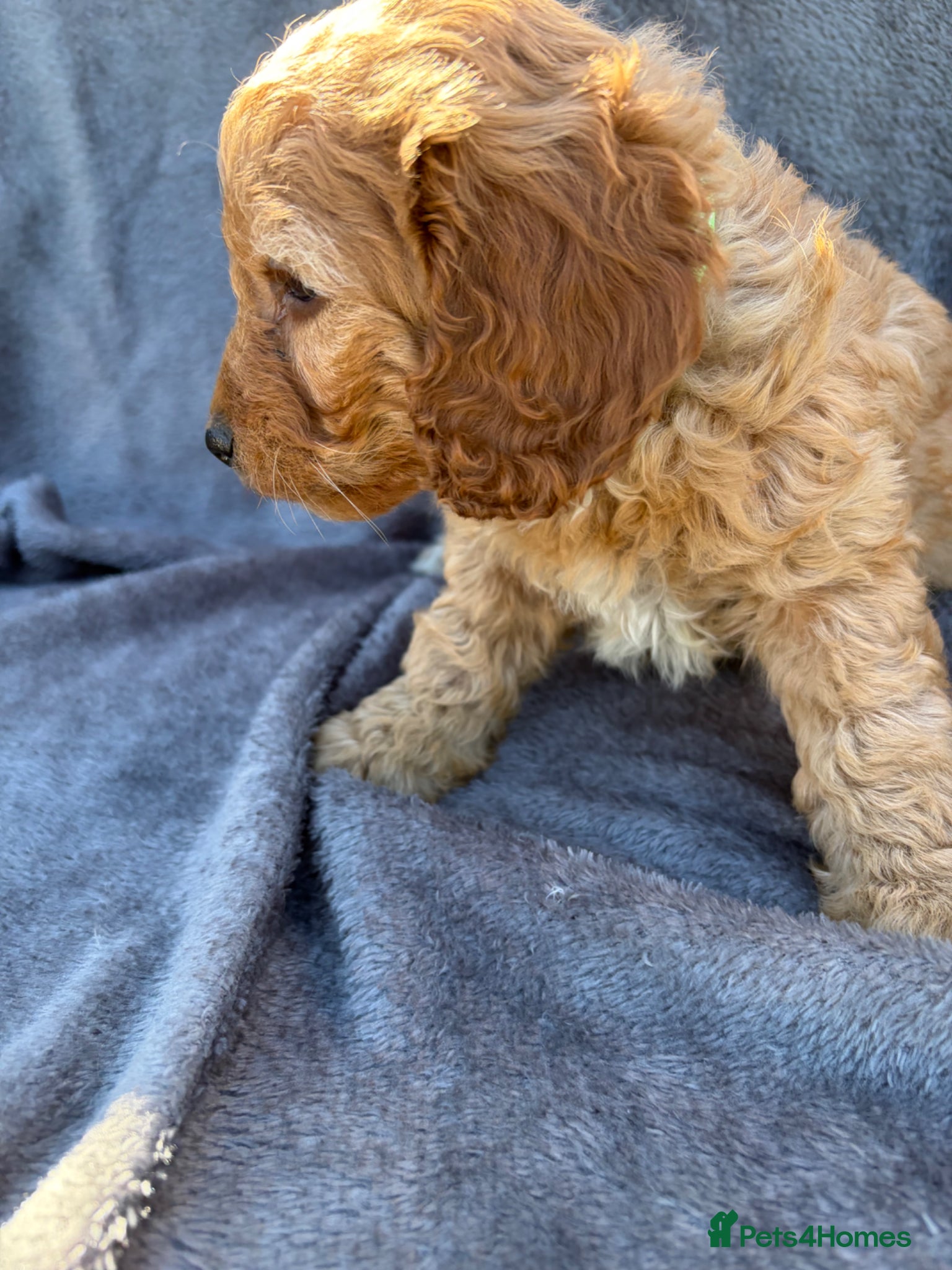 Cockapoo dogs 🐾 BEAUTIFUL F1 COCKERPOOS 🐾 - Advert 2