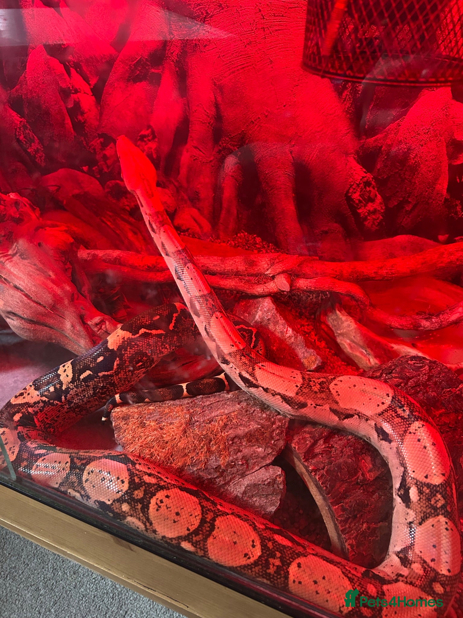 Boa Snake reptiles Beautiful Boa Constrictor for Sale - Advert 1