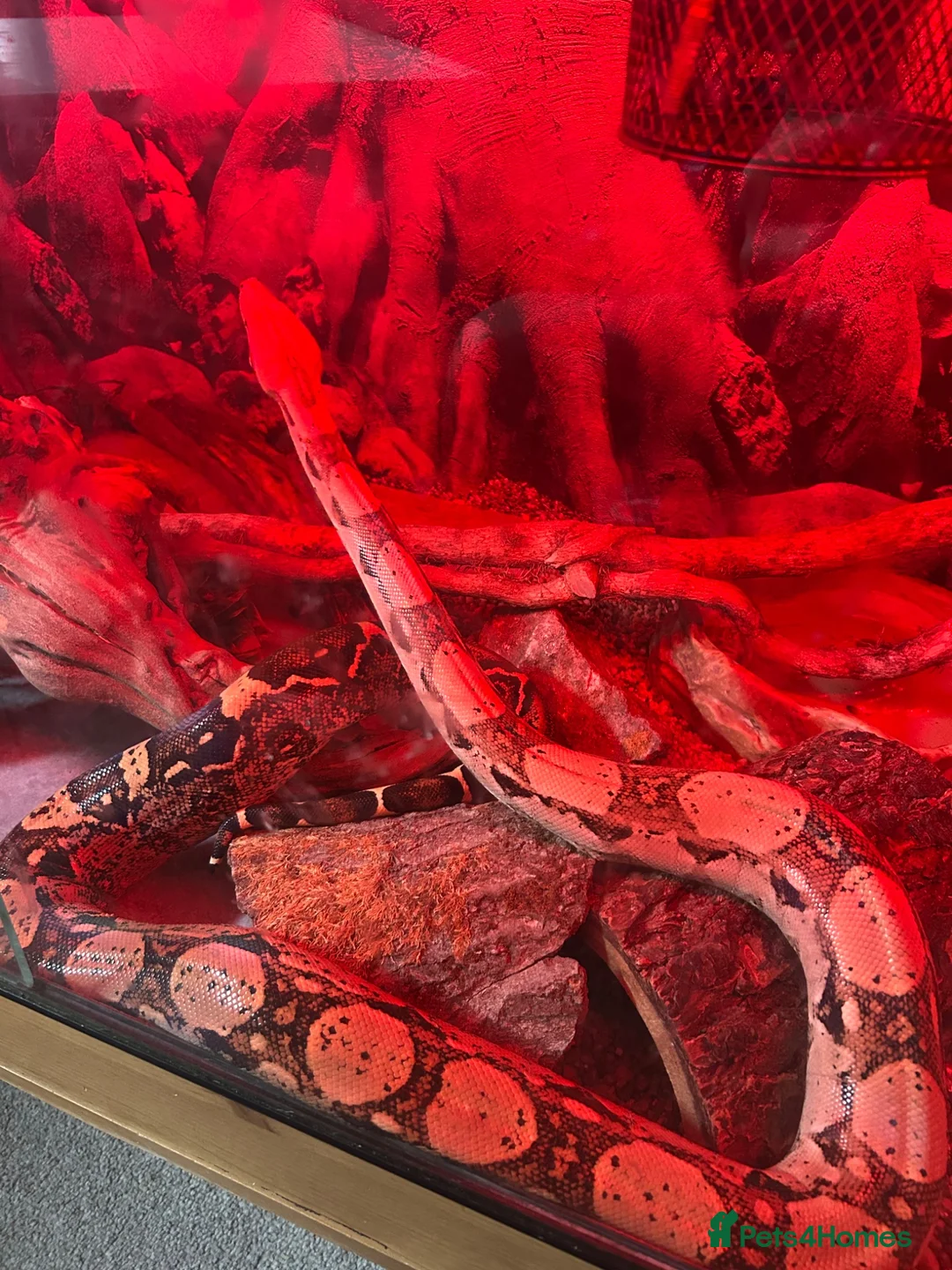 Boa Snake reptiles for sale: Beautiful Boa Constrictor for Sale in Bristol - Advert 1