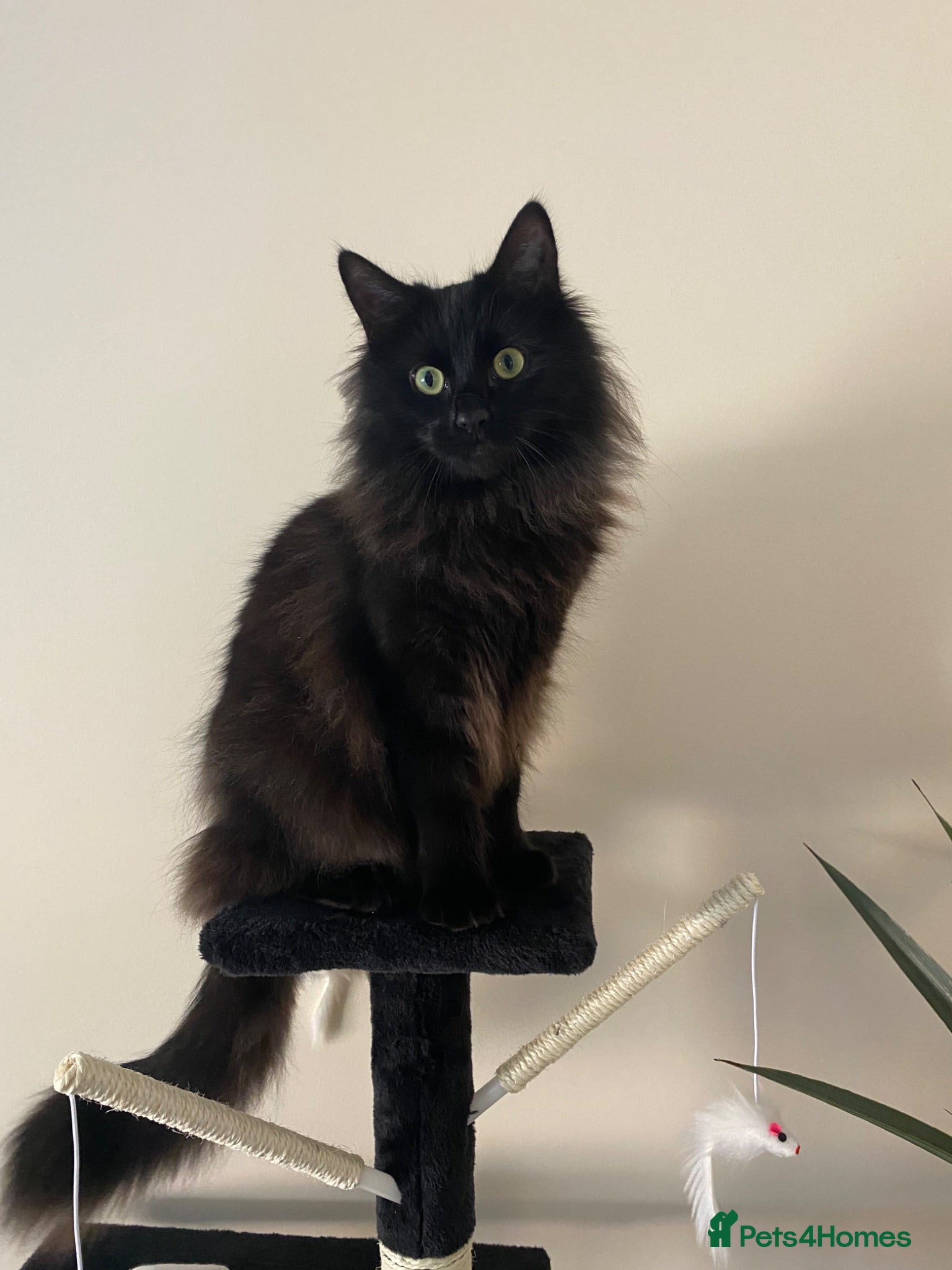 Mixed Breed cats Seeking forever home for Winnie - Advert 1