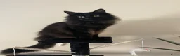 Mixed Breed cats for sale: Seeking forever home for Winnie - Advert 1