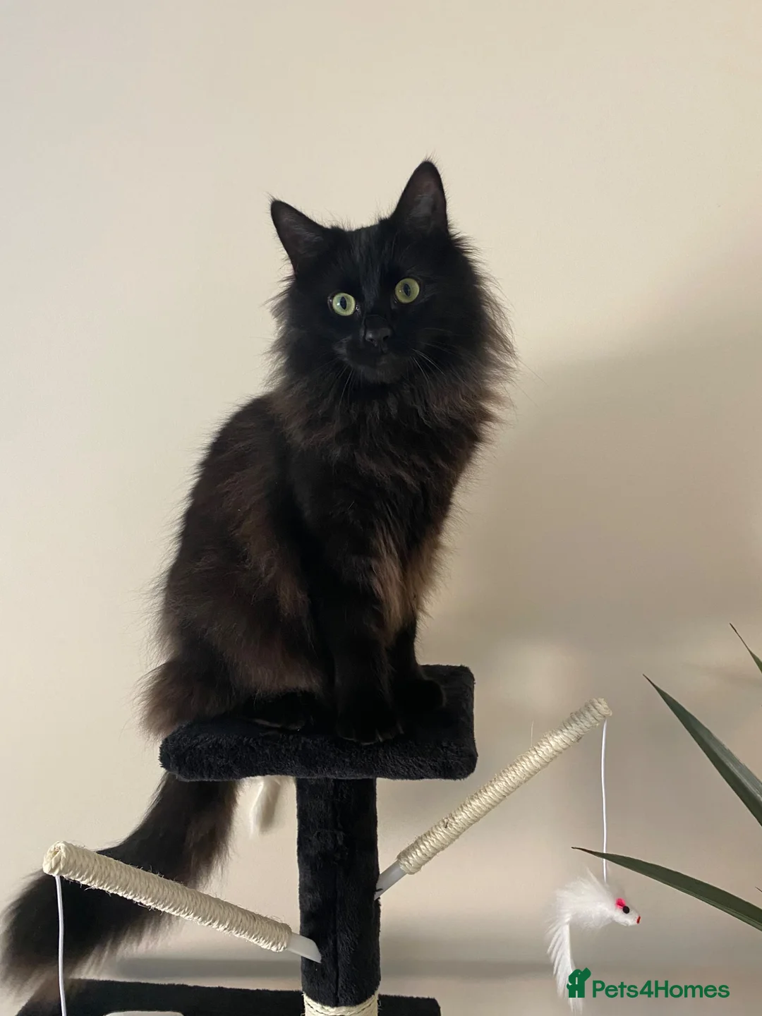 Mixed Breed cats for sale: Seeking forever home for Winnie - Advert 1
