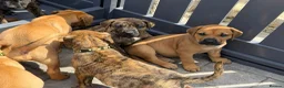 Presa Canario dogs for sale: 7 Gorgeous Chunky Presa Canarios For Sale - Advert 5