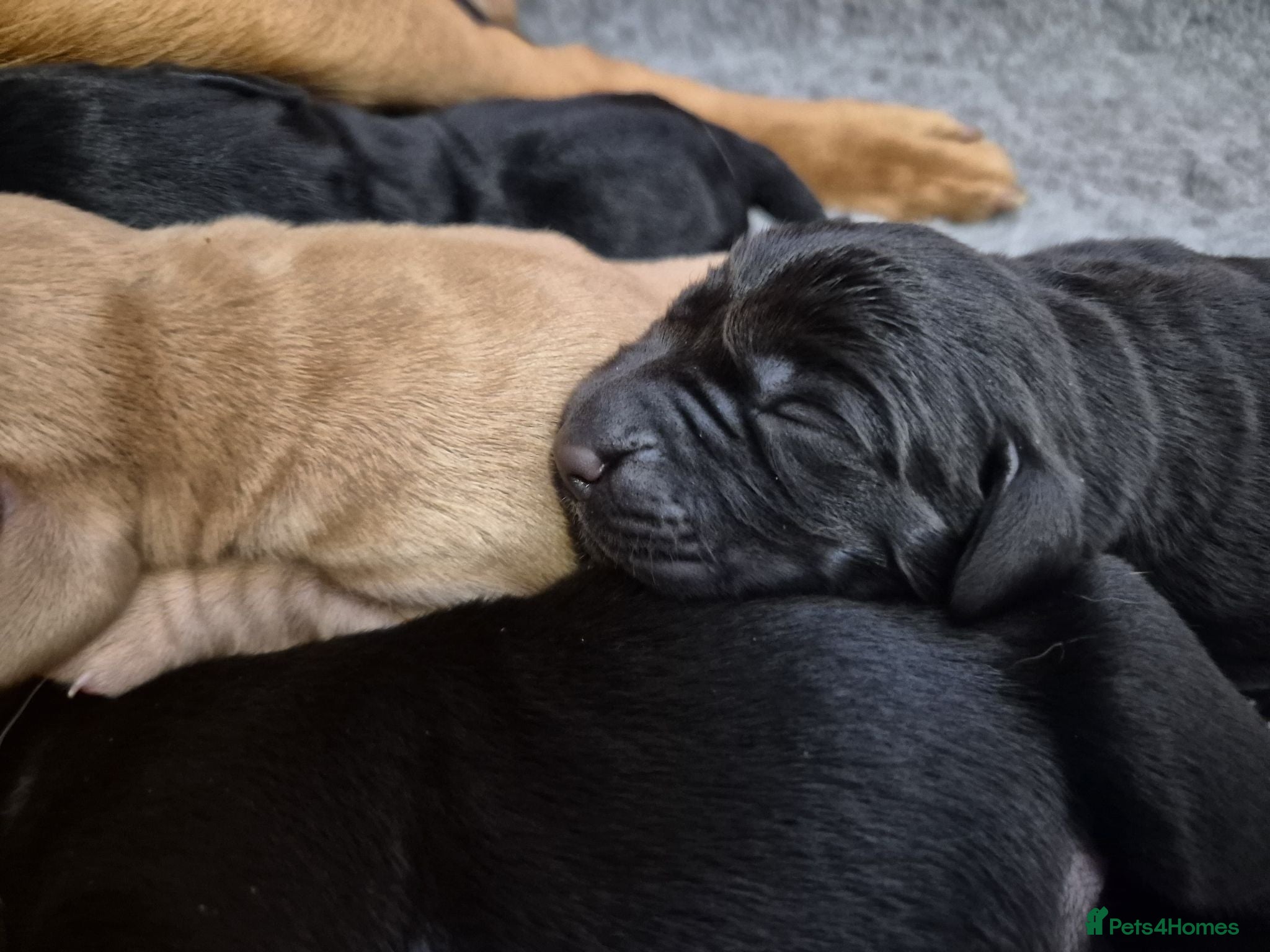 Labrador Retriever dogs KC Registered Labrador Puppies  - Advert 2