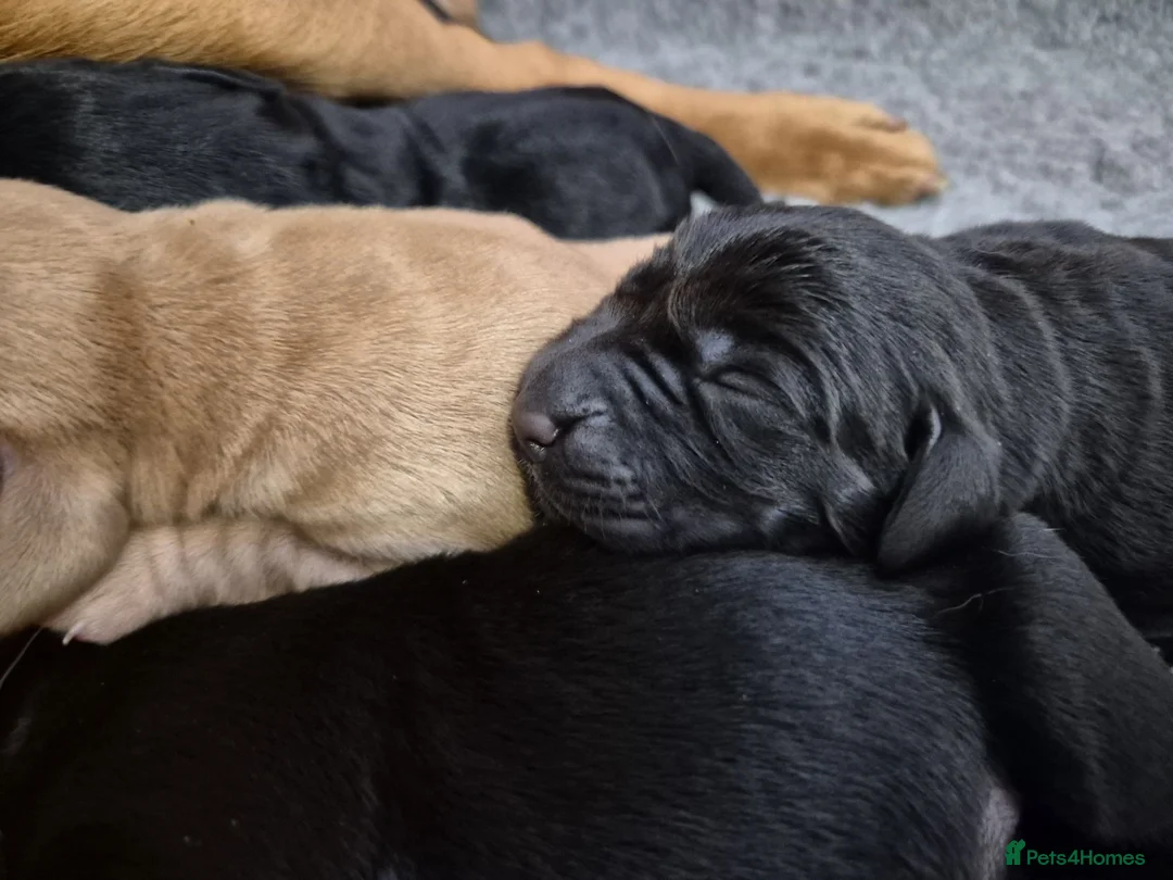 Labrador Retriever dogs for sale: KC Registered Labrador Puppies  - Advert 2