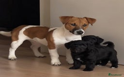 Jackapoo dogs for sale: Jackapoo Puppies  - Advert 7