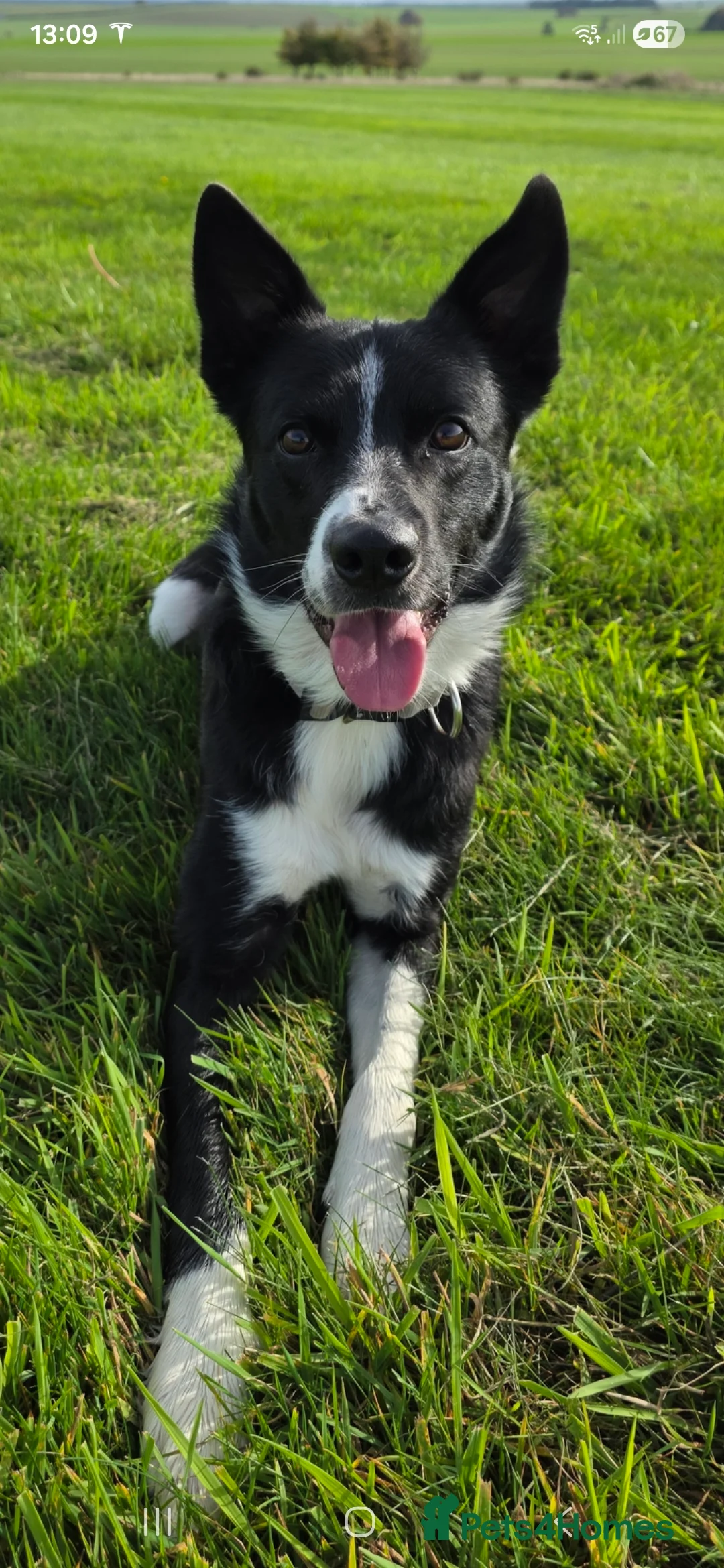 Border Collie dogs for sale: 3 year old Border Collie  - Advert 3