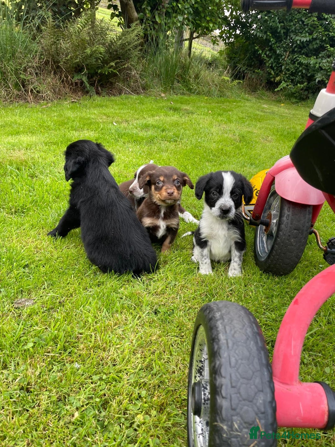 Mixed Breed dogs for sale: Sprollie puppies ❤️ - Image 2
