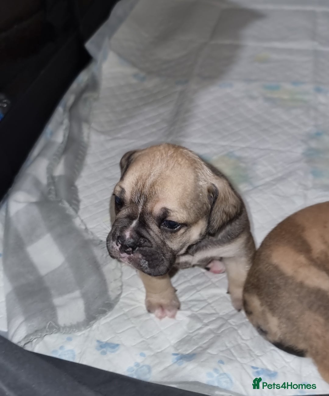 Olde English Bulldogge dogs for sale: Olde English bulldogge puppys - Advert 36