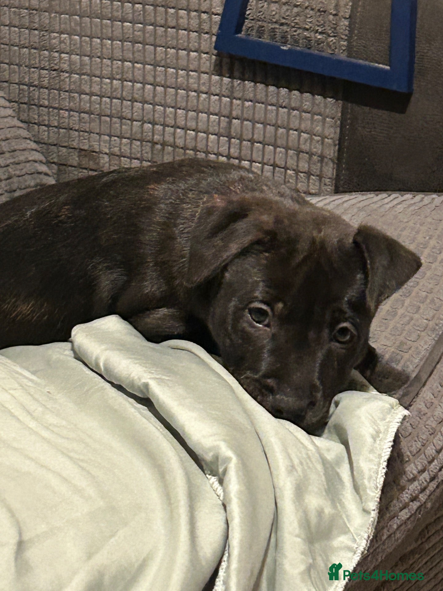 Mixed Breed dogs Stafford bull terrier cross lurcher - Advert 2