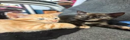 Mixed Breed cats for sale: Adorable kittens ready for loving homes - Advert 24