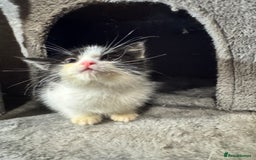 Mixed Breed cats for sale: Mixed breed two kittens  - Image 6