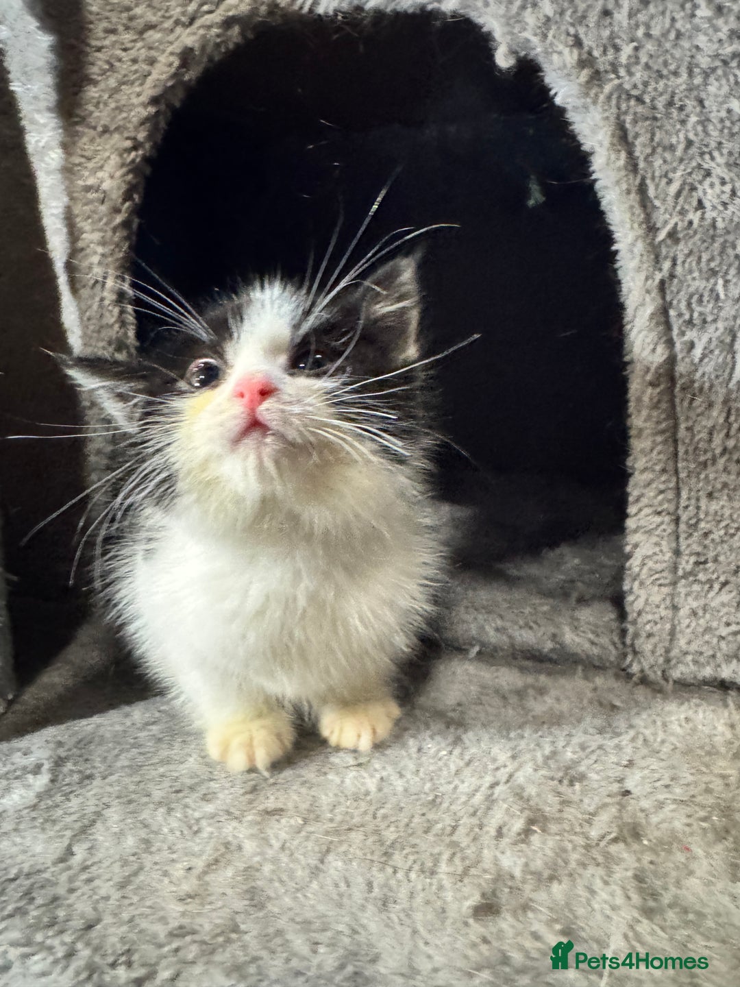 Mixed Breed cats for sale: Mixed breed two kittens  - Image 6