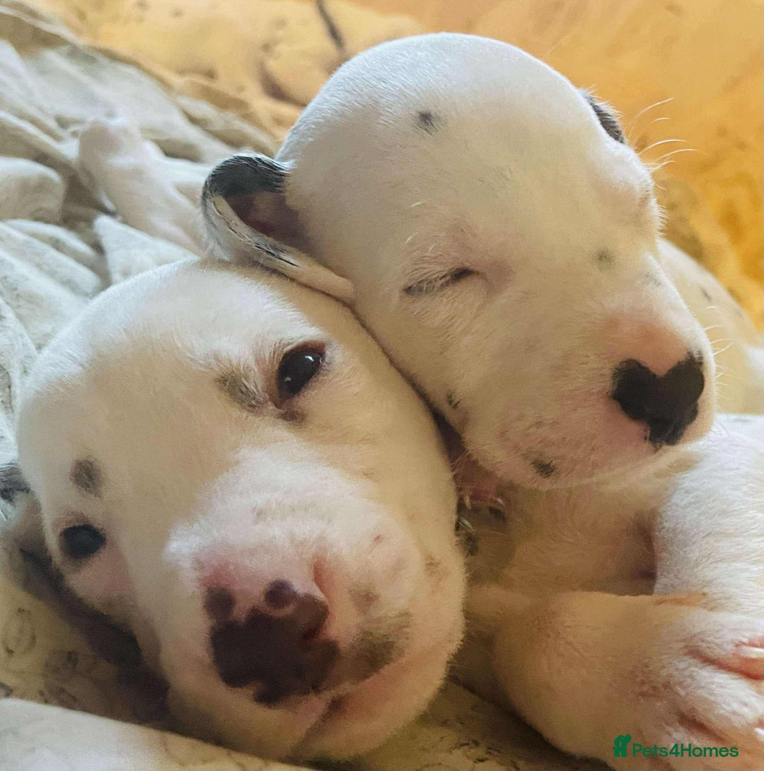 Dalmatian dogs for sale: Dalmatian puppies  - Image 14