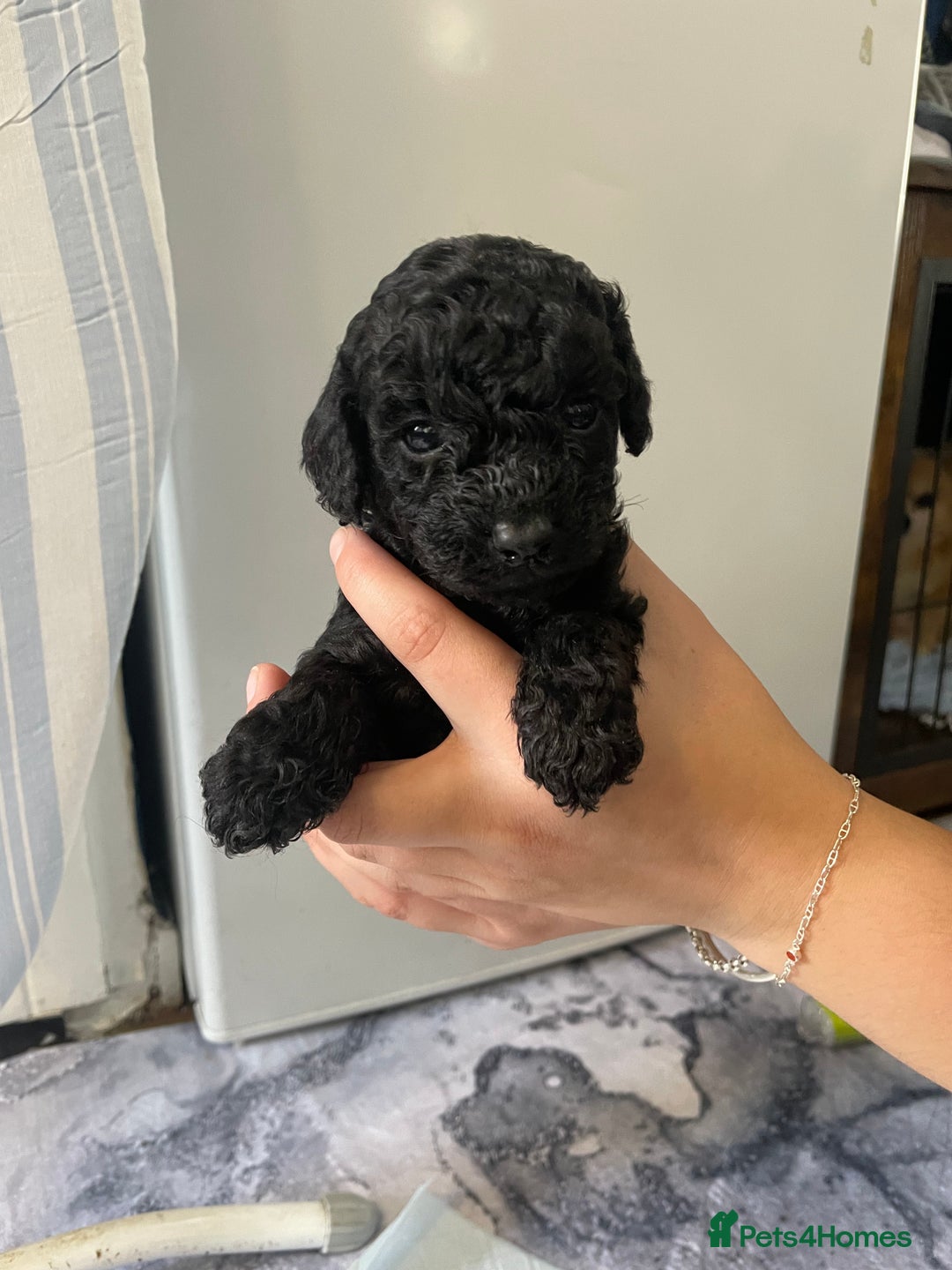 Cockapoo dogs for sale: Beautiful litter of cockapoo puppies  - Image 3