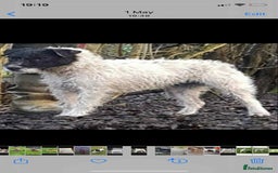 Mixed Breed dogs for sale: Wirehaired Jack Russell X wirehaired dachshund  - Image 10