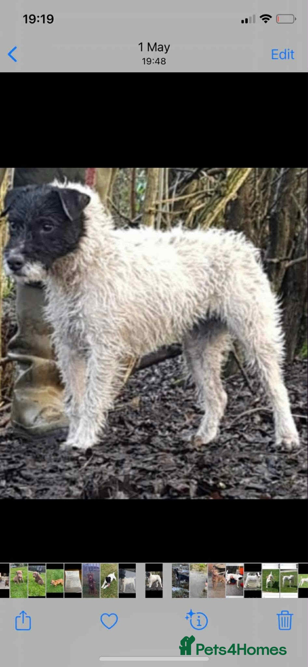 Mixed Breed dogs for sale: Wirehaired Jack Russell X wirehaired dachshund  - Image 10