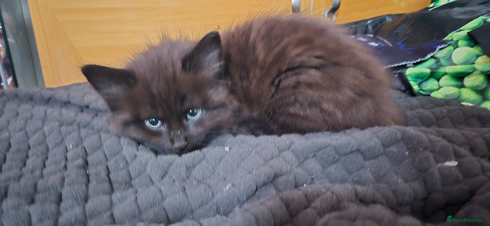 Mixed Breed cats Bengal cross kitten ready now fluffy - Advert 16