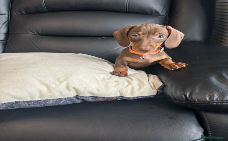 Dachshund dogs - Advert 15