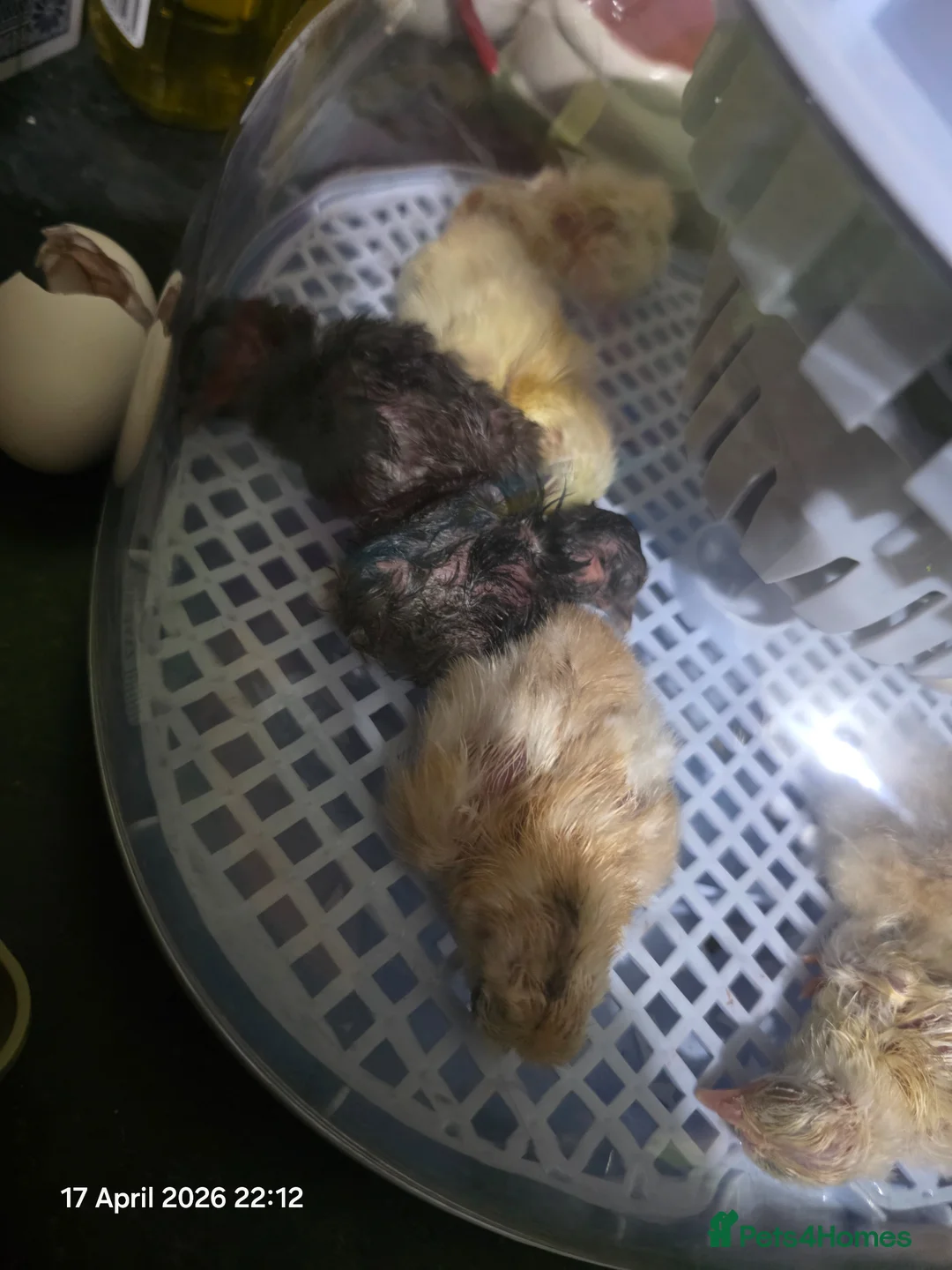 Mixed Breed poultry for sale: Day old serama crosses - Advert 3