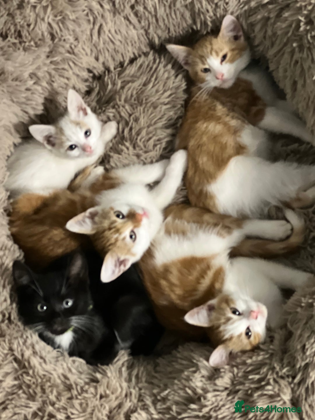 British Shorthair cats for sale: Bundle of joy  - Image 9