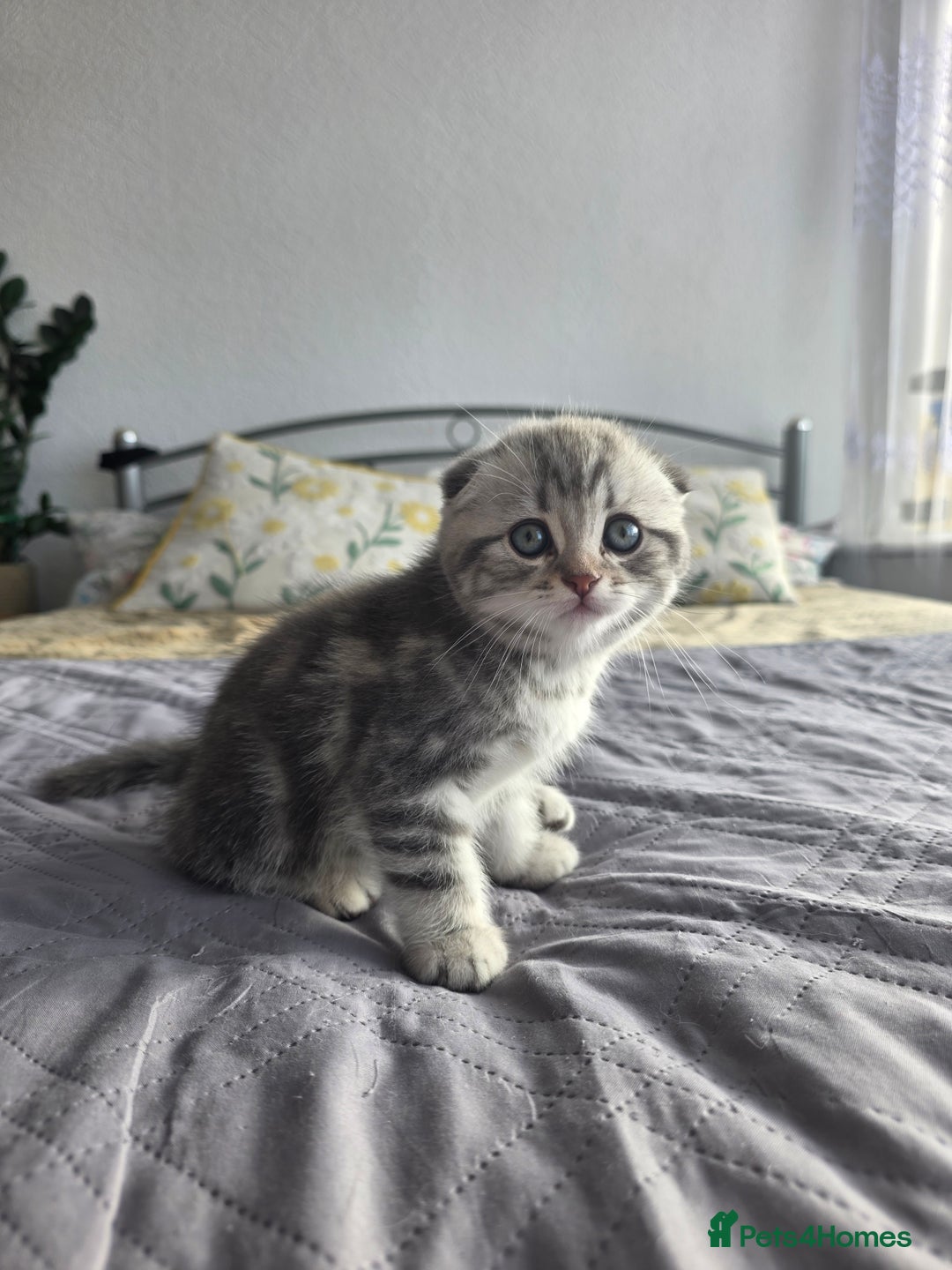 Scottish Fold cats for sale: Tabby Scottish Fold Kittens - Advert 36