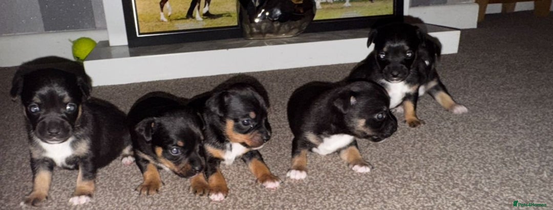 Mixed Breed dogs for sale: Beautiful Jack X Chihuha litter  - Image 4
