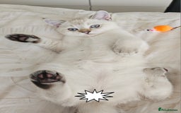 Scottish Fold cats for sale: 😻SF pedigree TICA 😸 READY TO LEAVE😸 - Image 8