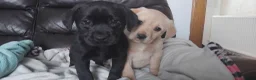 Labrador Retriever dogs for sale: Gorgeous Labrador KC Registered  - Advert 7