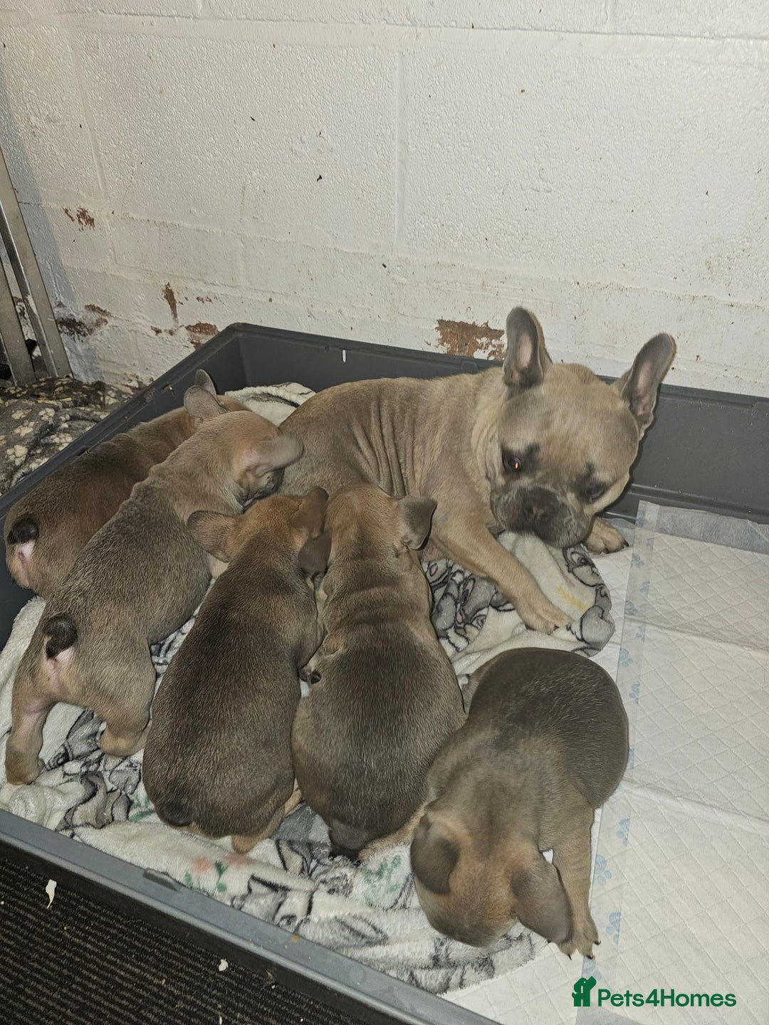 French Bulldog dogs for sale: Beautiful french bulldog puppies  - Image 16