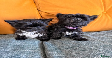 Yorkshire Terrier dogs 🐶Yorkshire terrier Biewer Ready To go leave 🐶 - Advert 5