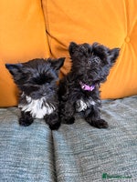 Yorkshire Terrier dogs 🐶Yorkshire terrier Biewer Ready To go leave 🐶 - Advert 5