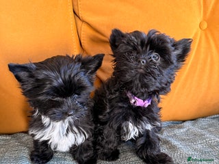 Yorkshire Terrier dogs Yorkshire terrier Black Biewer Ready To Leave ❣️❣️ - Advert 13