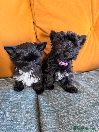 Yorkshire Terrier dogs Yorkshire terrier Black Biewer Ready To Leave ❣️❣️ - Advert 1