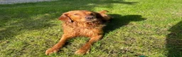 Golden Retriever dogs for sale: 🐾💛 Golden retriever puppies available 💛🐾 - Advert 7