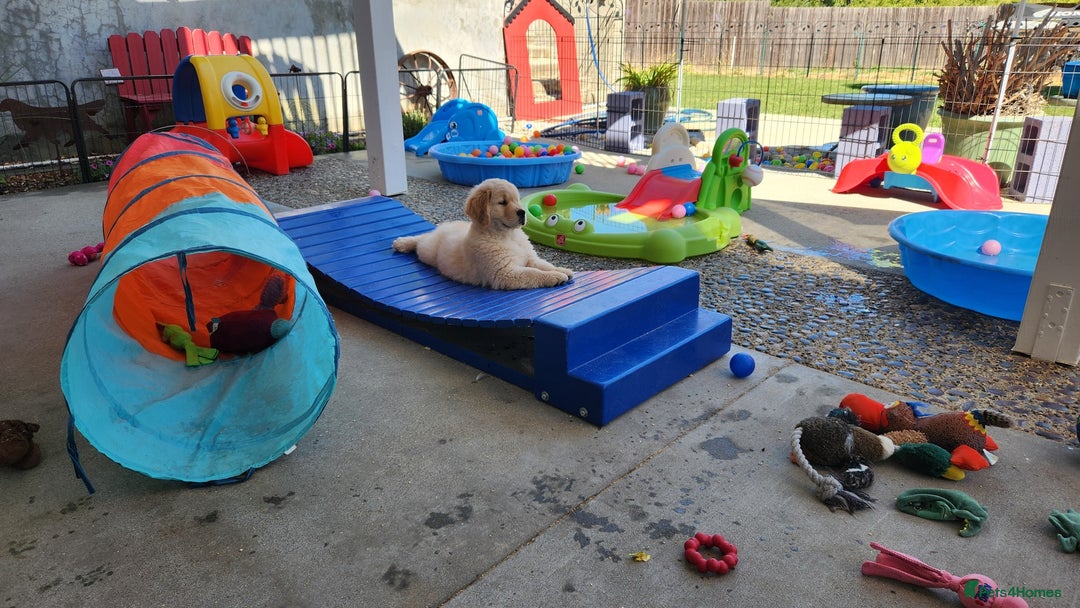 Golden Retriever dogs for sale: We have 5 boys and 3 girls Golden remaining 🐾 - Image 8