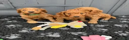 Cockapoo dogs for sale: Cockapoo puppies F1 (licensed breeder) - Advert 7